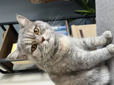 Tekirdağ British Shorthair Kedisi