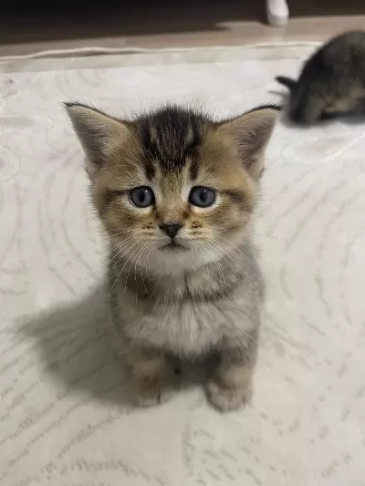 British Shorthair Yavru Kedimiz