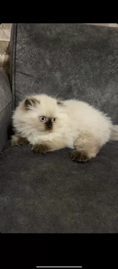 Himalayan Yavrularımız