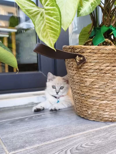 Çok Akıllı Uysal British Shorthair
