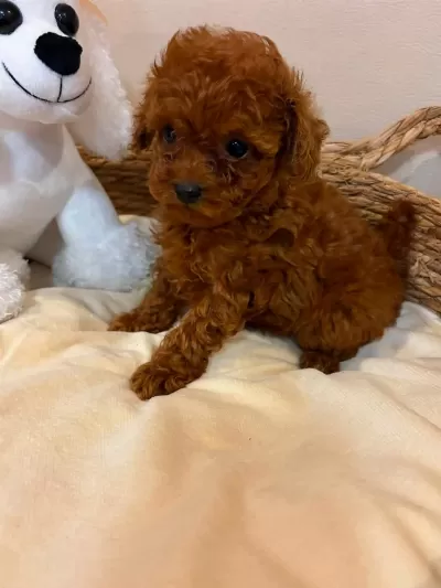 Toy Poodle Minik Yavrularımız