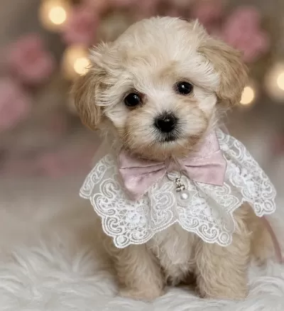Teacup Maltipoo Bebekler
