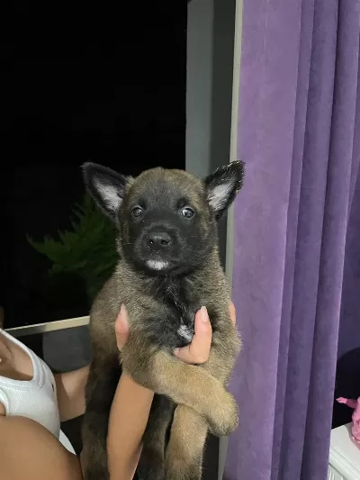 Safkan Belçika Kurdu Yavrulari