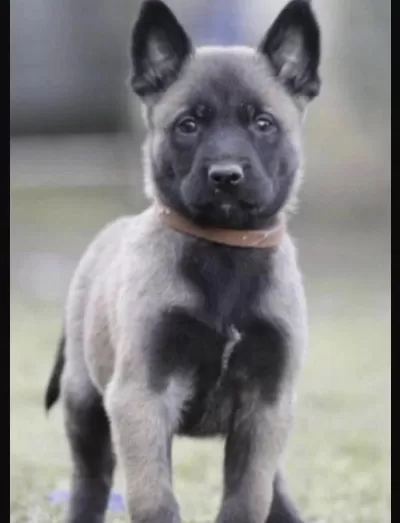 Belçika Kurdu Köpeğimiz