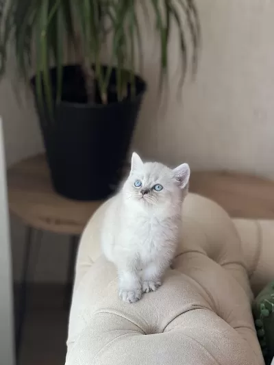 İrkinin En Güzeli British Shorthair Yavrum