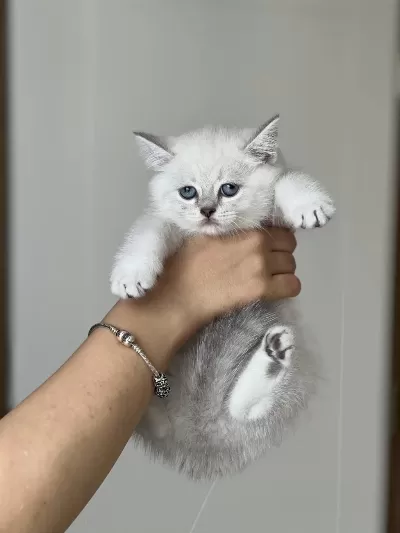 Üst Düzey British Shorthair Yavrum