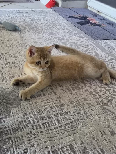 Erkek Yavru British Shorthair Golden