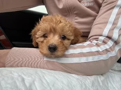 Harika Maltipoo Bebekleri