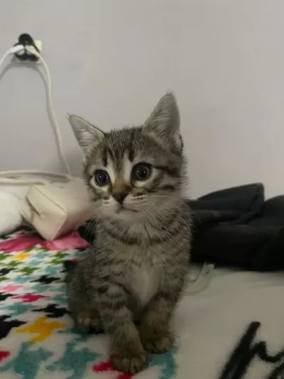 3 Aylık Dişi Tekir Kedimiz