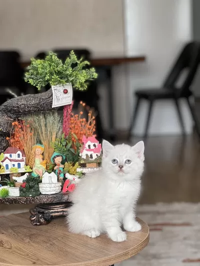 Evinizin Neşesi Olacak British Shorthair Yavrum