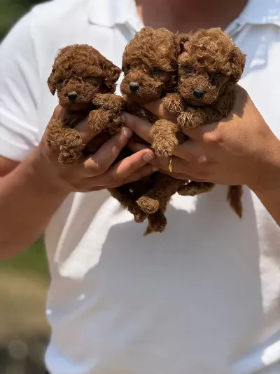 Teacup Kore Poodle Bebekler