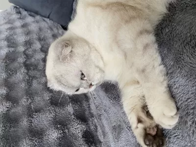 Scottish Fold Kedisi