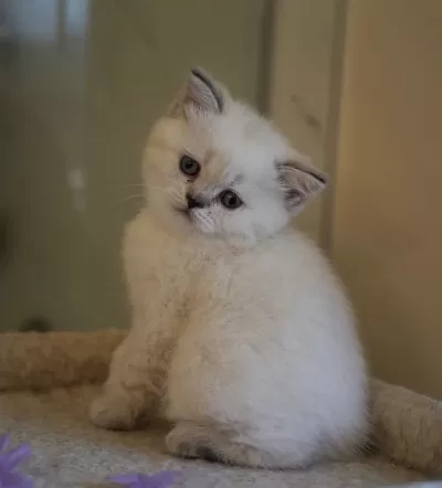 Güzeller Güzeli British Shorthair Yavrularim