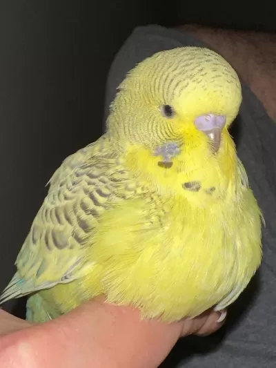 2 Aylık El Besleme Erkek Jumbo Muhabbet Kuşu