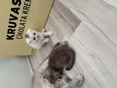Scottish Fold Kedilerimiz
