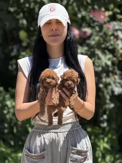 Orjinal Teacup Kore Poodle Bebekler