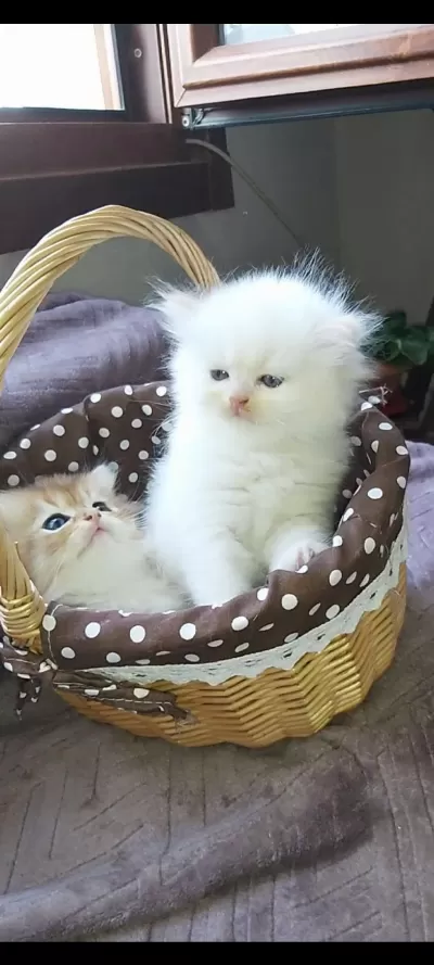 Safkan British Longhair Yavrular