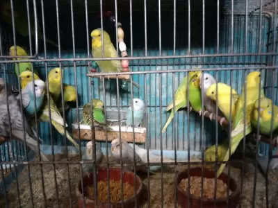 Her Renkte Türde Muhabbet Kuşu Vardır