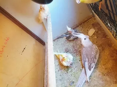 Kendi Kuşlarımın Yavrusudur