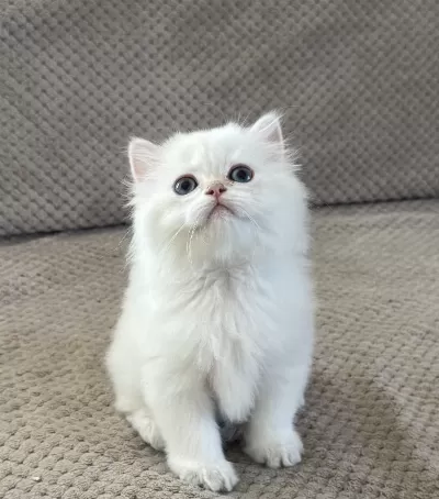 British Longhair Yavrumuz