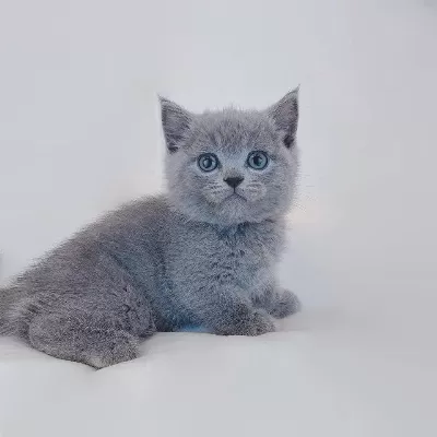 British Shorthair Yavrulari