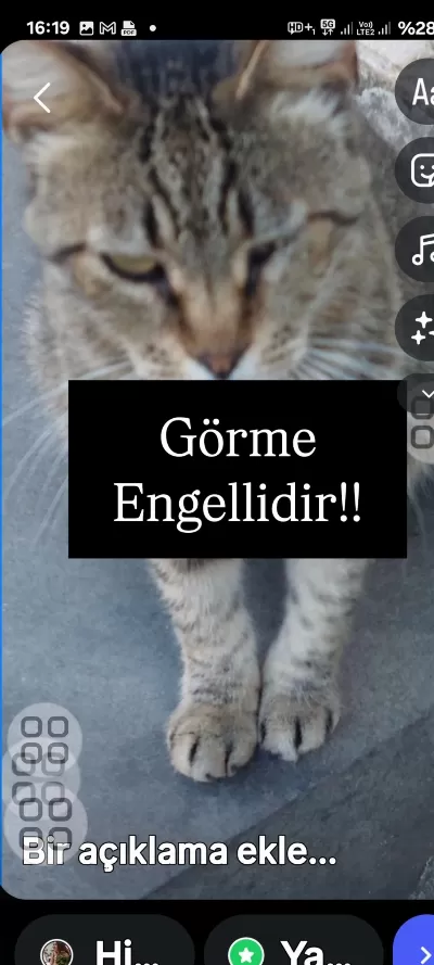 Tekir Kedimiz Görme Engellidir