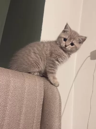 British Shorthair Yavrumuz