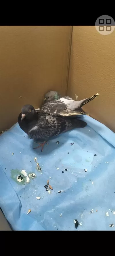 2 Adet Yetişkin Güvercin Acil Yuva Arıyorum