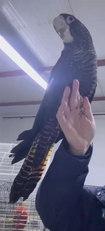 Resmi Belgeli Yavru Evcil Red Tail Black Kakadu Papağanı