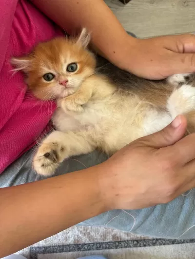 Sağlıklı Küçük Can Kedilerim