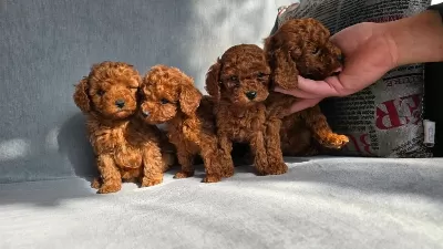Toy Poodle Kore Erkek