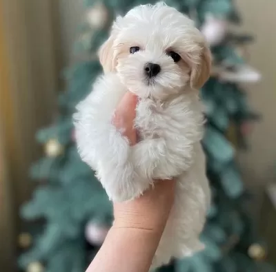 Maltipoo Bebeklerimiz