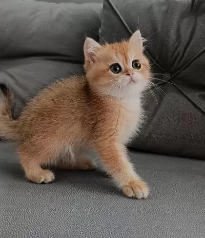 Golden British Shorthair Kedisi