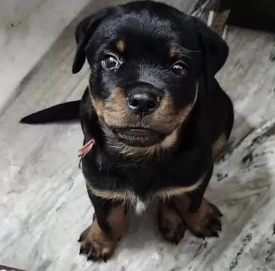 Sağlıklı Rottweiler Köpeği