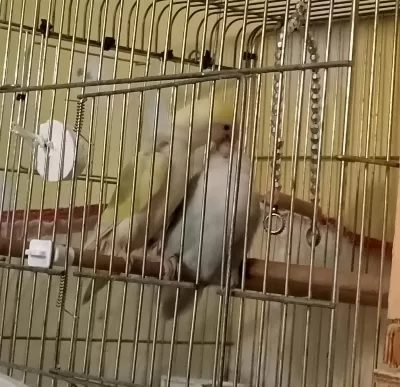 Yüksek Mutasyon Albinolu Sevda Papağani Takimi