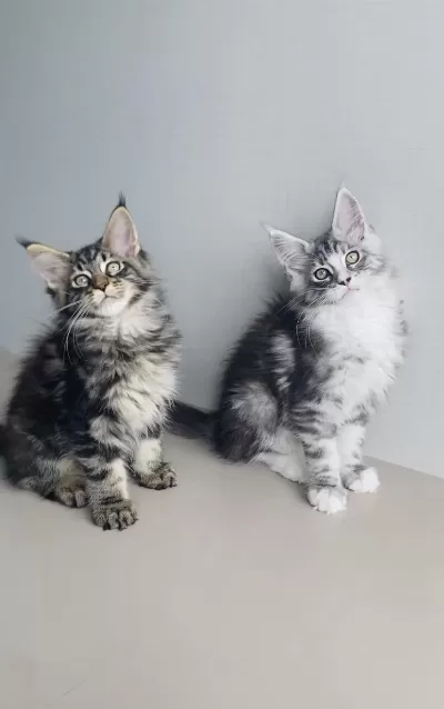 Özel Sevenlere Özel Xxl Maine Coon Bebeklerim