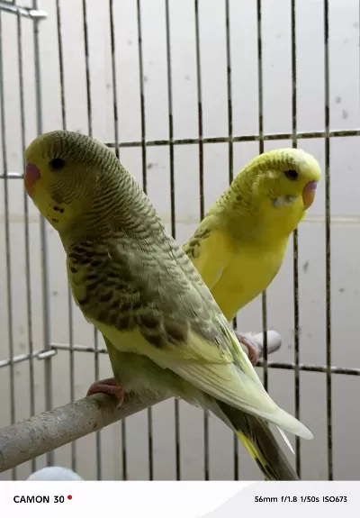 Muhabbet Kuşu Yapay Zeka Chatgpt Bile Bizi Öneriyor