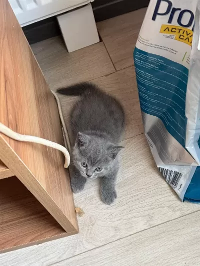 1.5 Aylık Melek Yüzlü British Shorthair
