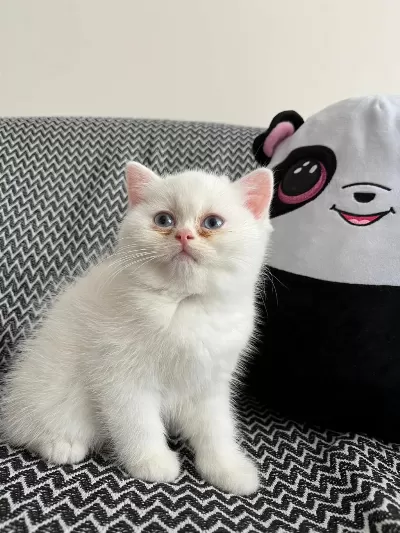 2 Aylık Erkek British Longhair