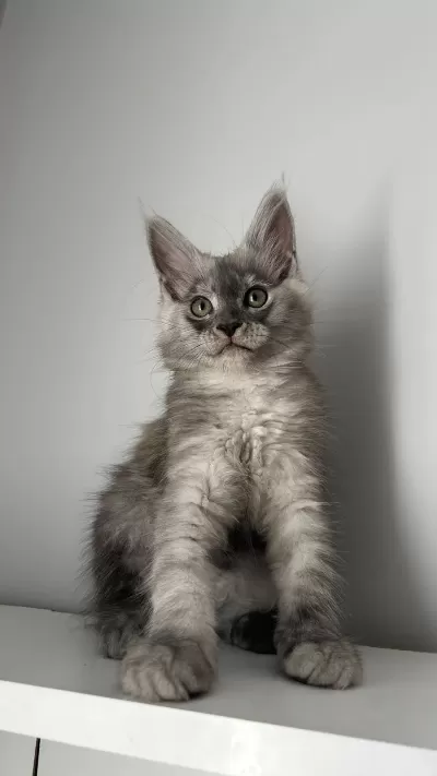 Sağlik Ve İrk Garantili Minik Maine Coon Devler