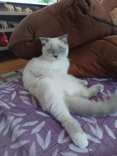 5 Aylık Erkek Kedimiz