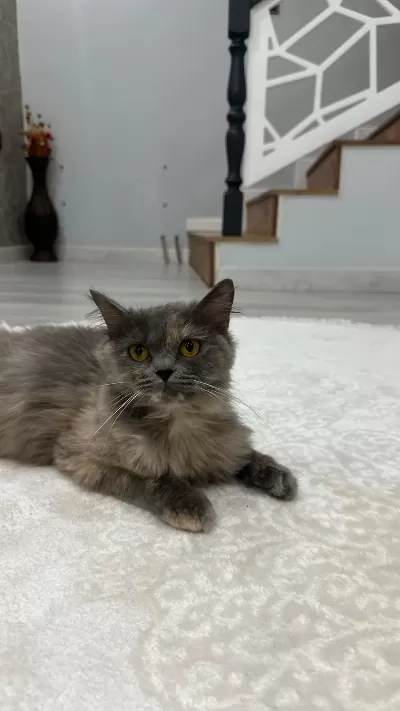 Sevecen Cins Ev Kedisi Ücretsiz
