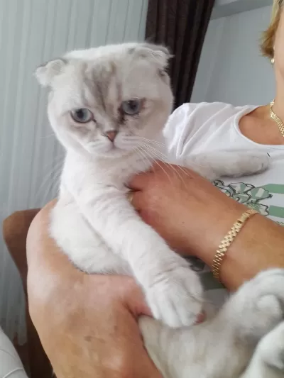 Harika Erkek Scottish Fold