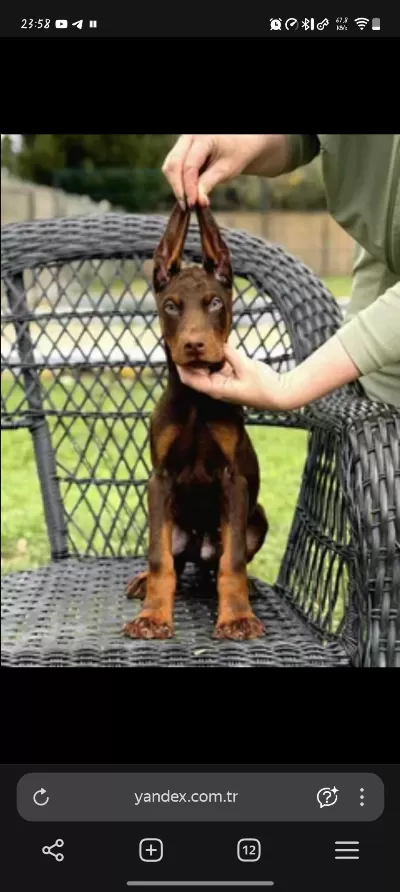 Doberman Kızıma Sıcak Yuva
