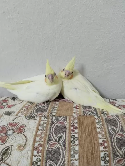 Sultan Papağanı Lutino Yavruları