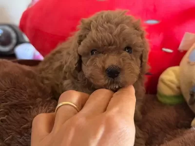 Toy Poodle Yavru Köpekler