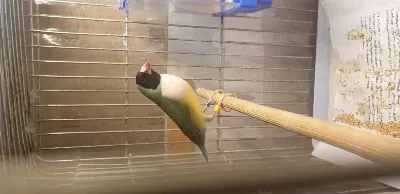 Sağlıklı Goldian Finch