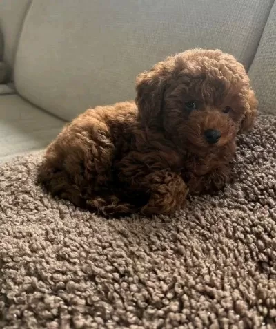 Toy Poodle Kore Kan Yavrular