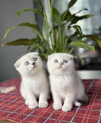 Scottish Fold Yavrularim