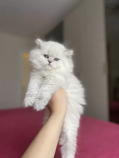 British Longhair Yavrularim